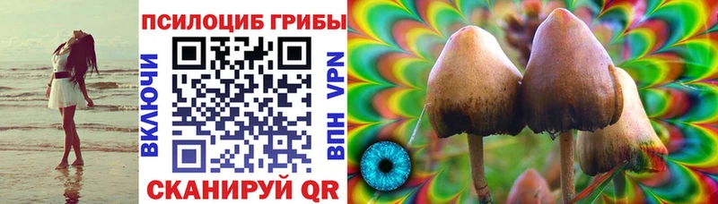 Купить  Жуковка  Галлюциногенные грибы Psilocybe 